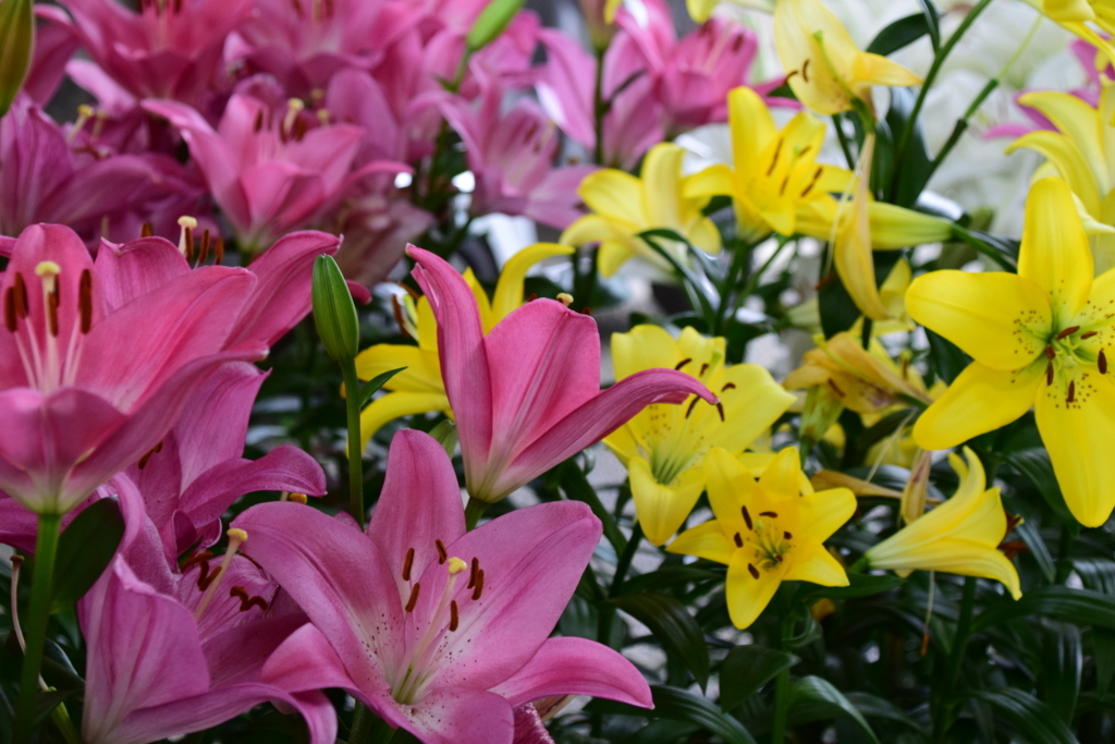 f:id:rtaroyma:20170626091509j:plain