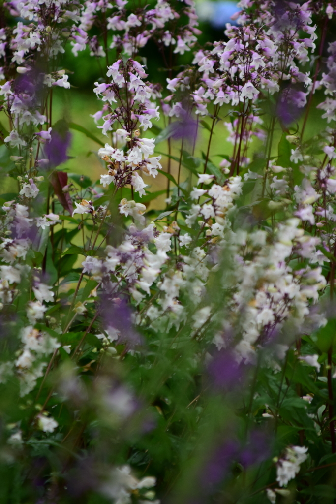 f:id:rtaroyma:20170626092032j:plain