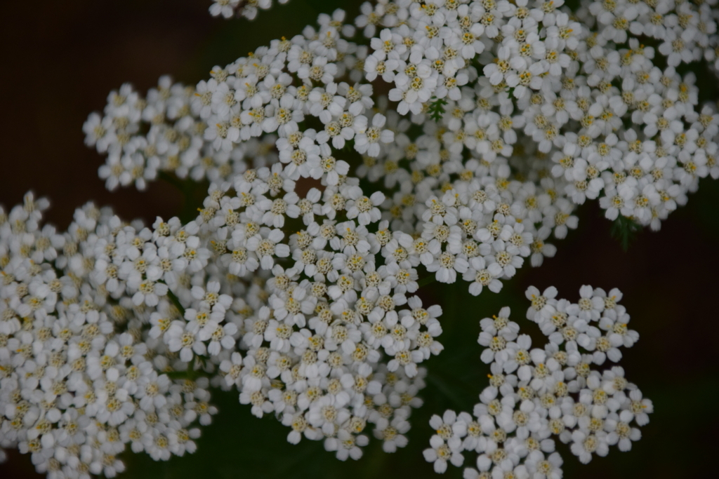 f:id:rtaroyma:20170626092405j:plain