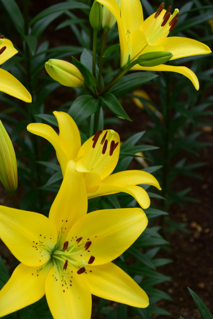 f:id:rtaroyma:20170626092753j:plain