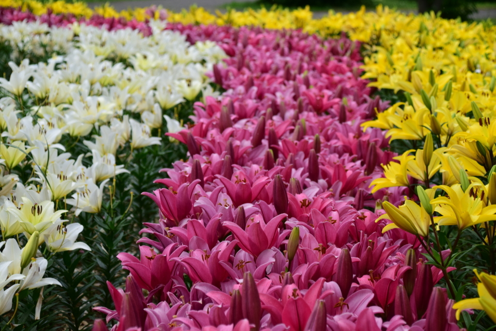 f:id:rtaroyma:20170626093308j:plain