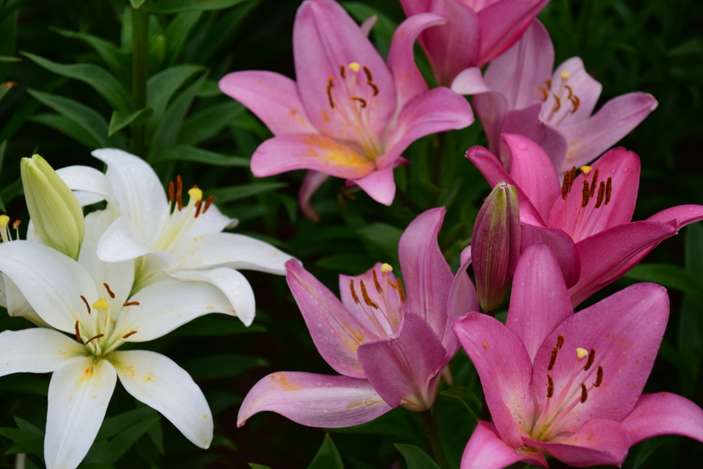 f:id:rtaroyma:20170626093927j:plain