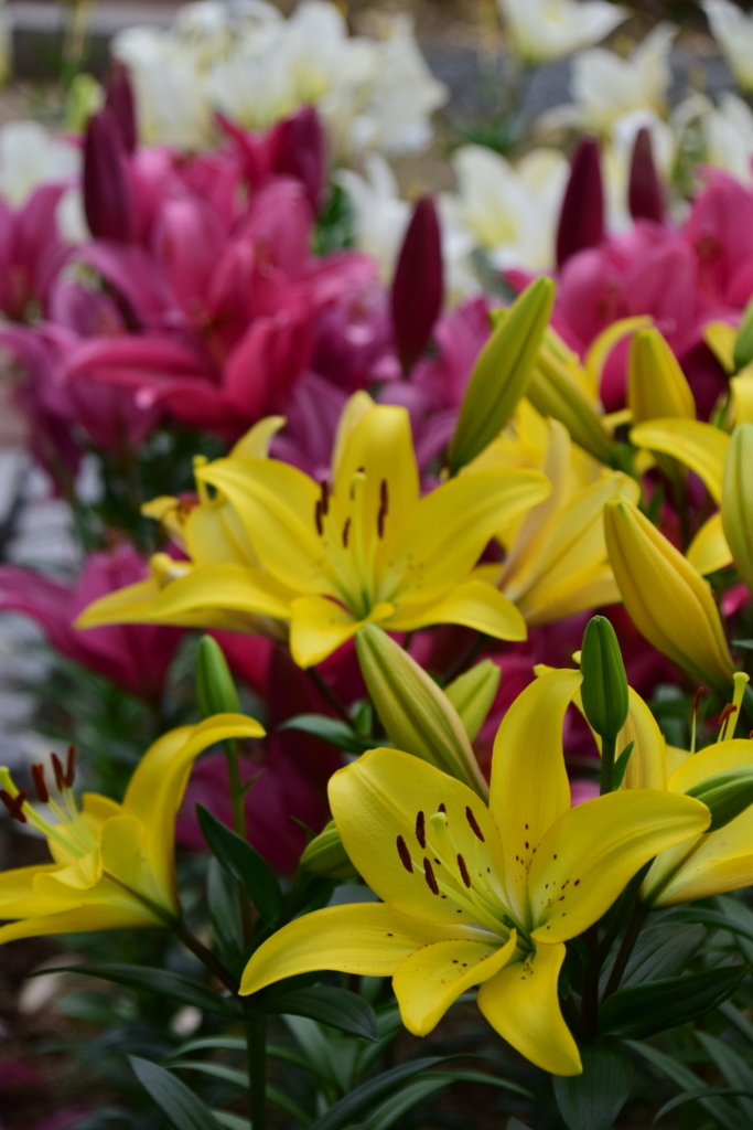 f:id:rtaroyma:20170626094126j:plain