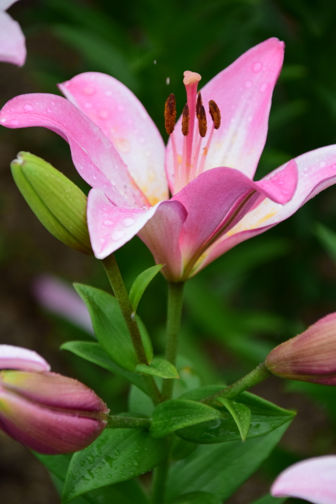 f:id:rtaroyma:20170626094342j:plain