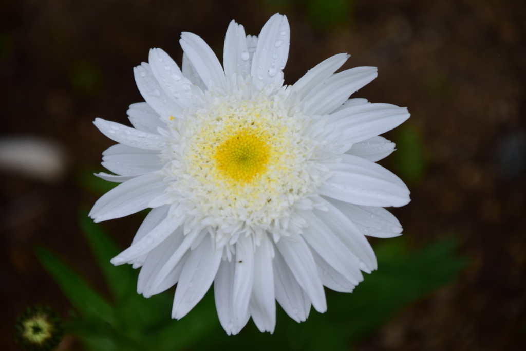 f:id:rtaroyma:20170626094509j:plain