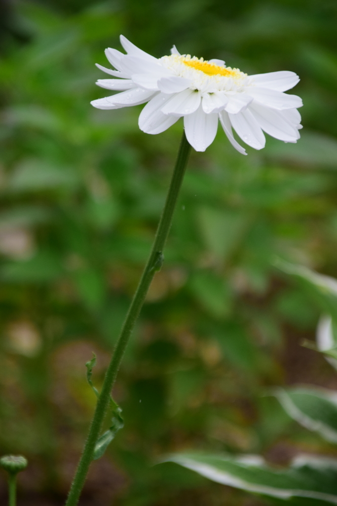 f:id:rtaroyma:20170626094632j:plain