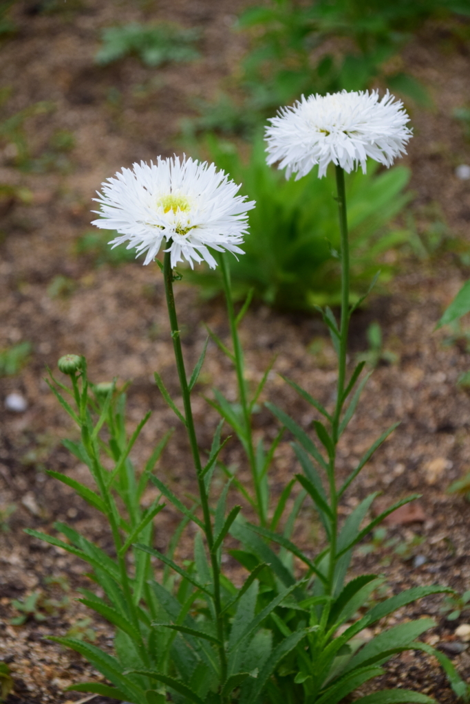 f:id:rtaroyma:20170626095011j:plain