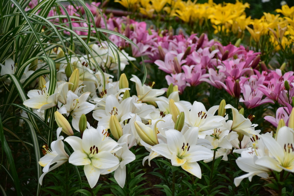 f:id:rtaroyma:20170626095218j:plain