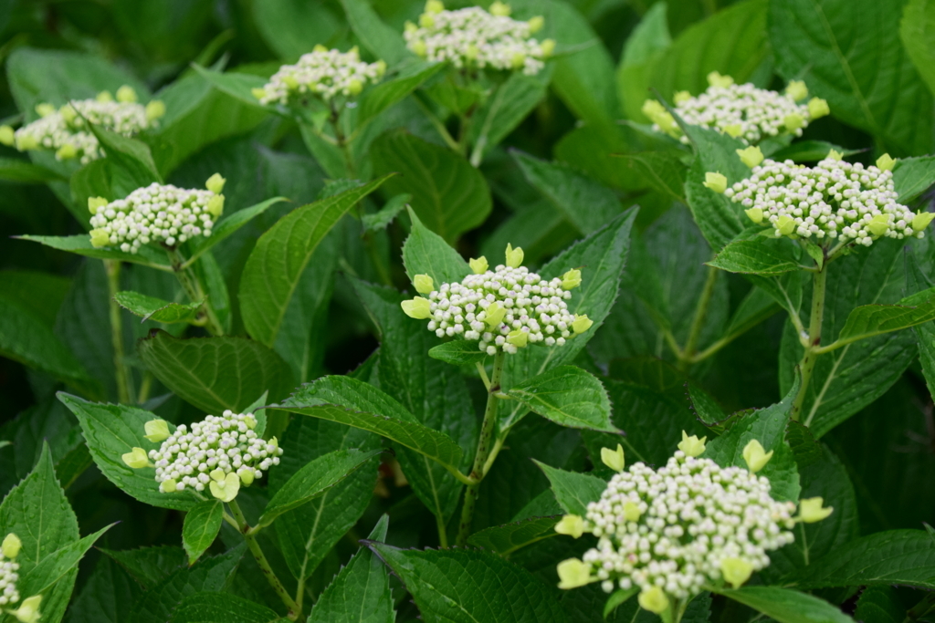 f:id:rtaroyma:20170626095623j:plain