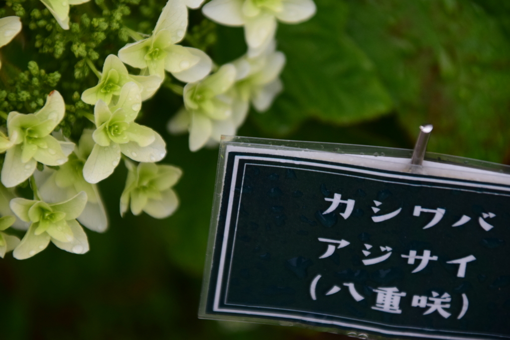 f:id:rtaroyma:20170626100248j:plain