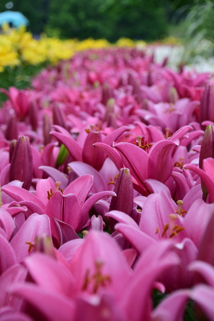 f:id:rtaroyma:20170626100417j:plain