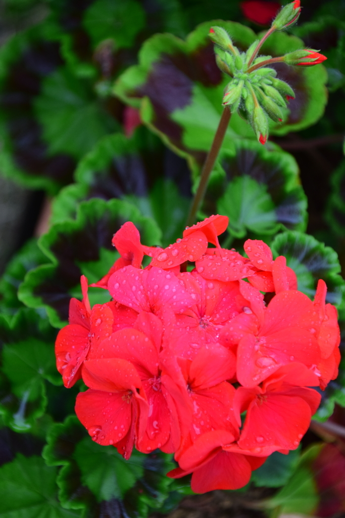 f:id:rtaroyma:20170626100900j:plain