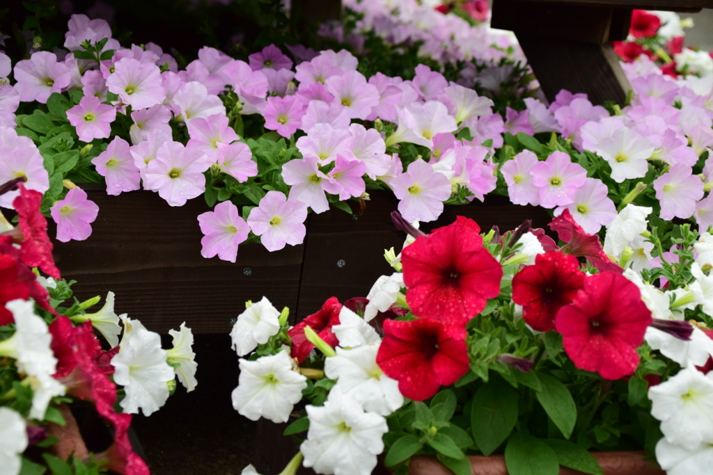 f:id:rtaroyma:20170626100951j:plain