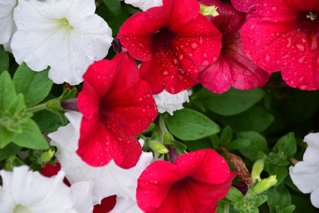 f:id:rtaroyma:20170626101221j:plain