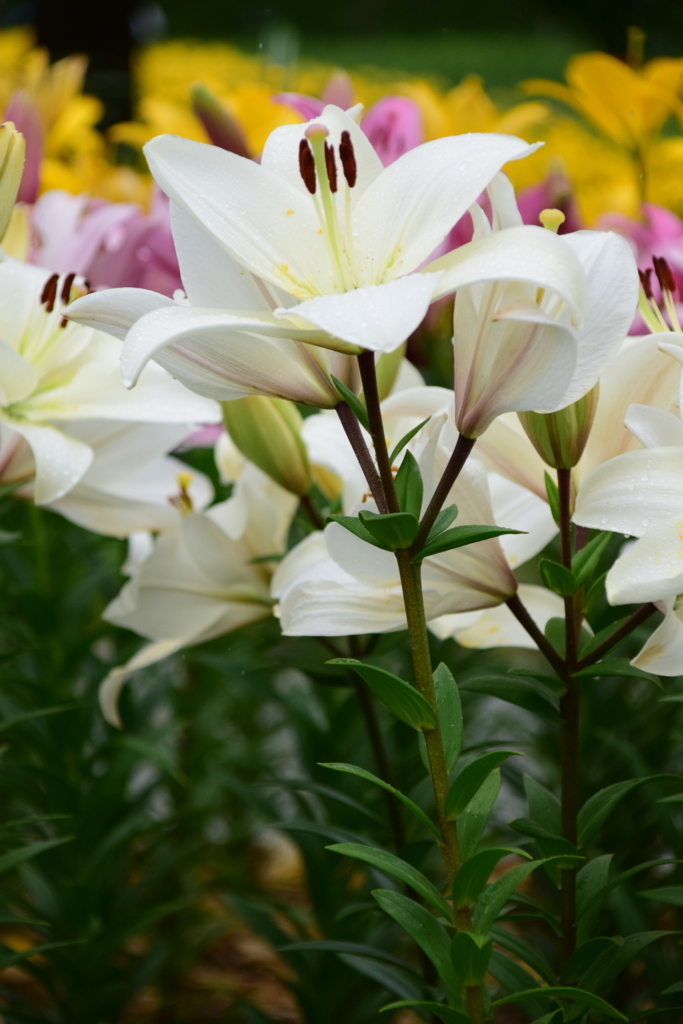 f:id:rtaroyma:20170626101521j:plain