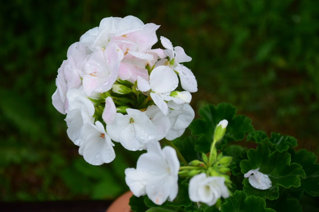 f:id:rtaroyma:20170626102033j:plain