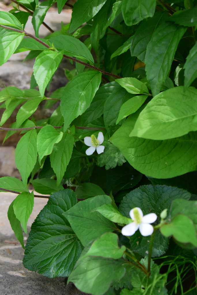 f:id:rtaroyma:20170629085532j:plain