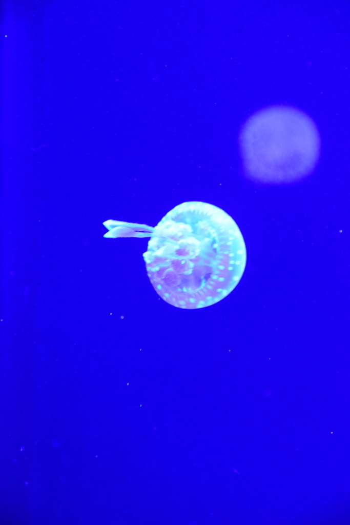 f:id:rtaroyma:20170702231148j:plain f:id:rtaroyma:20170702231148j:plain