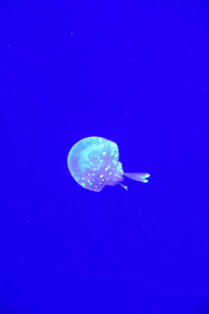 f:id:rtaroyma:20170702231256j:plain f:id:rtaroyma:20170702231256j:plain