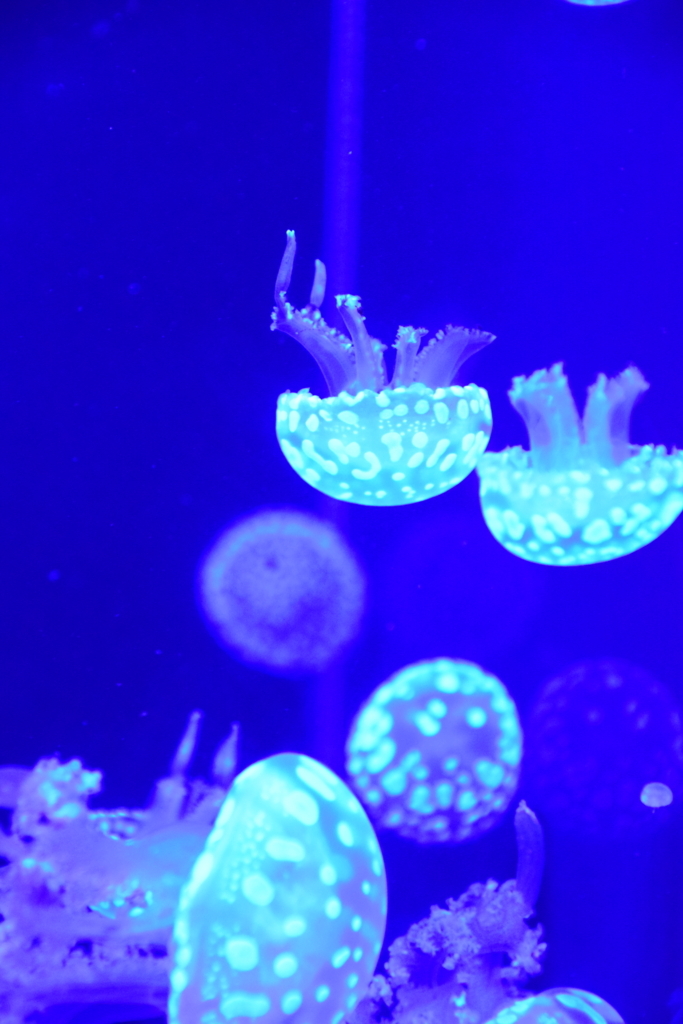 f:id:rtaroyma:20170702231417j:plain f:id:rtaroyma:20170702231417j:plain