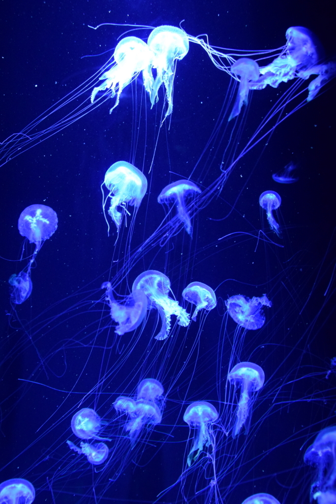 f:id:rtaroyma:20170702232125j:plain f:id:rtaroyma:20170702232125j:plain