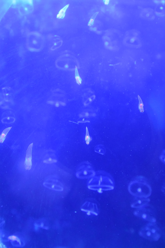 f:id:rtaroyma:20170702232339j:plain f:id:rtaroyma:20170702232339j:plain