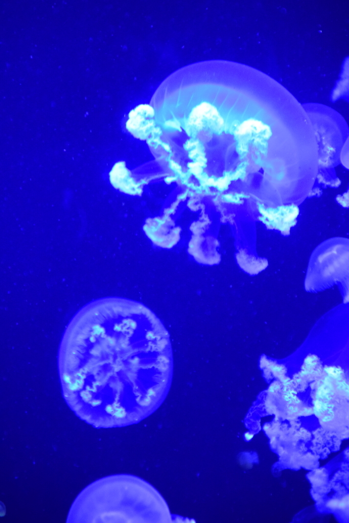 f:id:rtaroyma:20170702232605j:plain f:id:rtaroyma:20170702232605j:plain