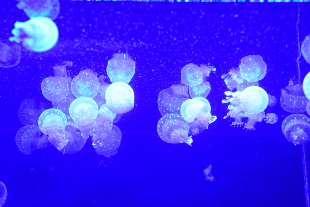 f:id:rtaroyma:20170702232706j:plain f:id:rtaroyma:20170702232706j:plain