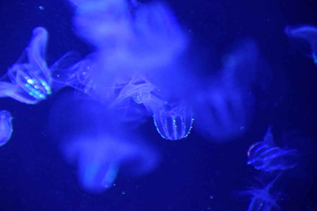 f:id:rtaroyma:20170702232850j:plain f:id:rtaroyma:20170702232850j:plain