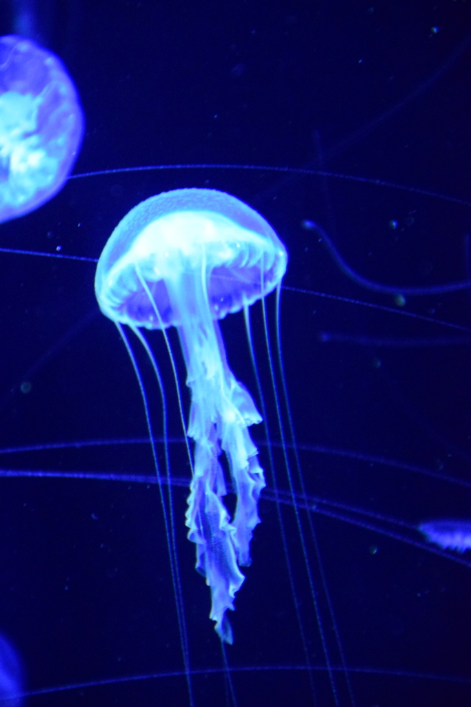 f:id:rtaroyma:20170702233022j:plain f:id:rtaroyma:20170702233022j:plain