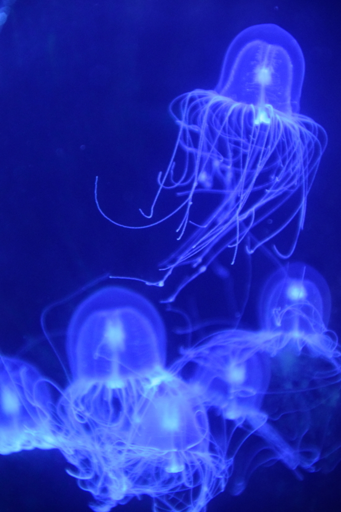 f:id:rtaroyma:20170702233335j:plain f:id:rtaroyma:20170702233335j:plain