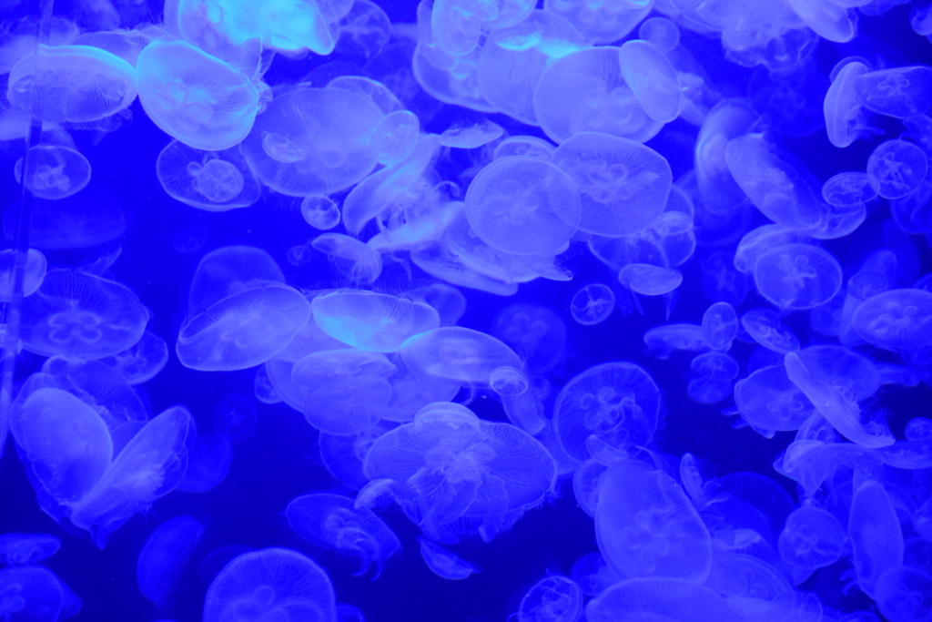 f:id:rtaroyma:20170702233835j:plain f:id:rtaroyma:20170702233835j:plain