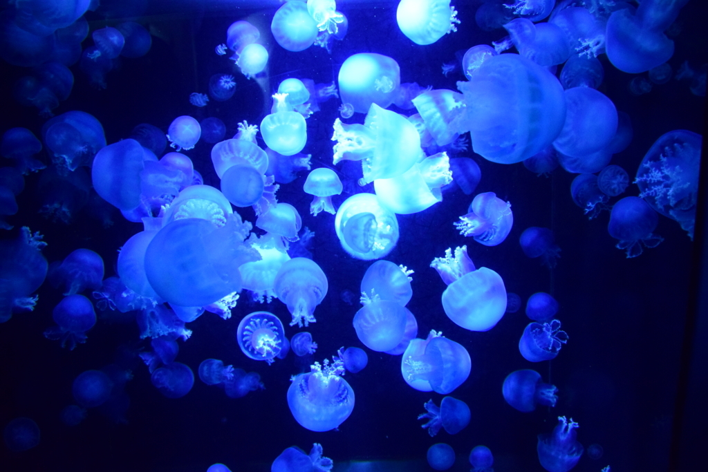 f:id:rtaroyma:20170702234210j:plain f:id:rtaroyma:20170702234210j:plain