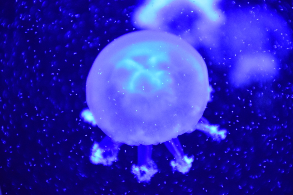 f:id:rtaroyma:20170703053456j:plain f:id:rtaroyma:20170703053456j:plain