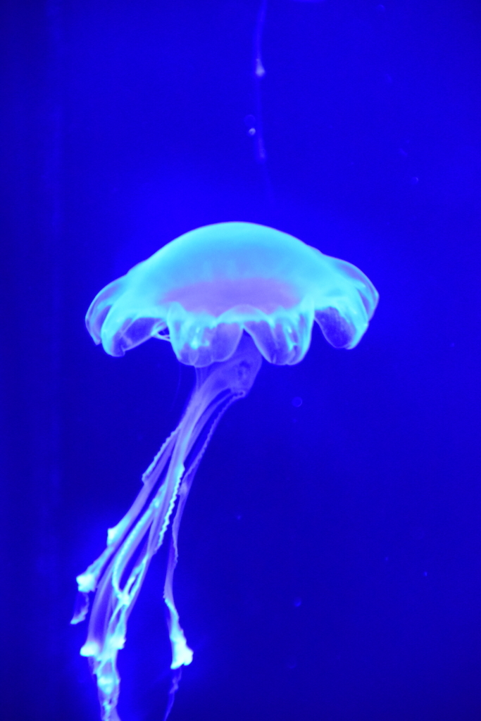 f:id:rtaroyma:20170703053703j:plain f:id:rtaroyma:20170703053703j:plain