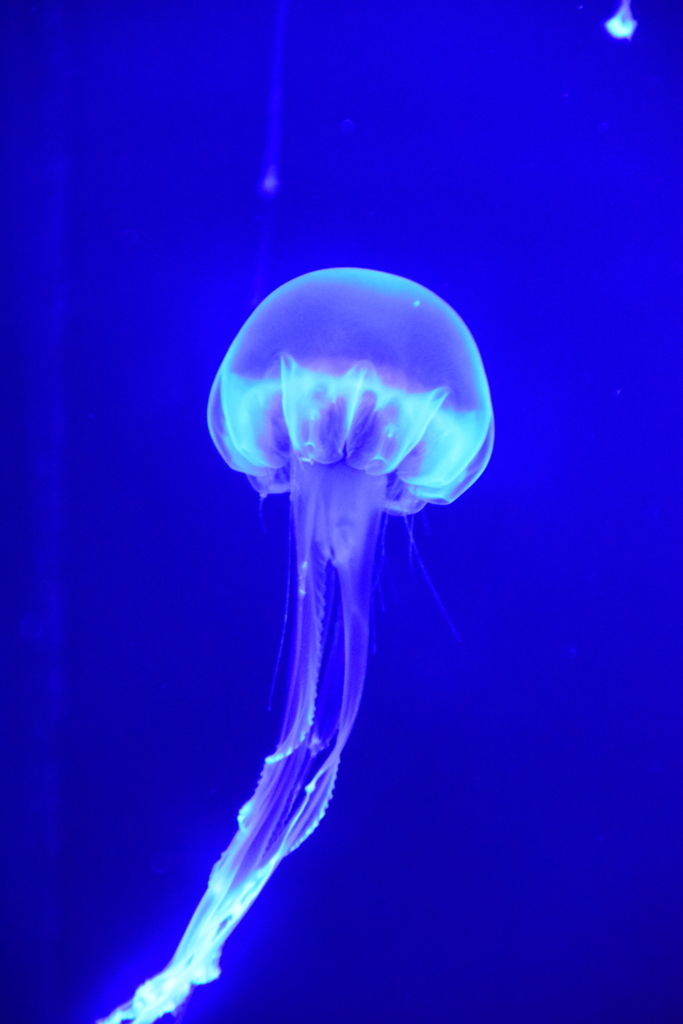 f:id:rtaroyma:20170703053814j:plain f:id:rtaroyma:20170703053814j:plain