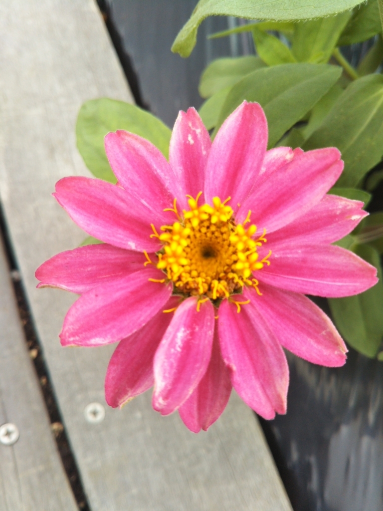 f:id:rtaroyma:20170706211838j:plain f:id:rtaroyma:20170706211838j:plain