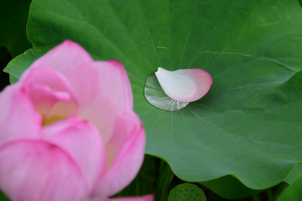 f:id:rtaroyma:20170803004425j:plain