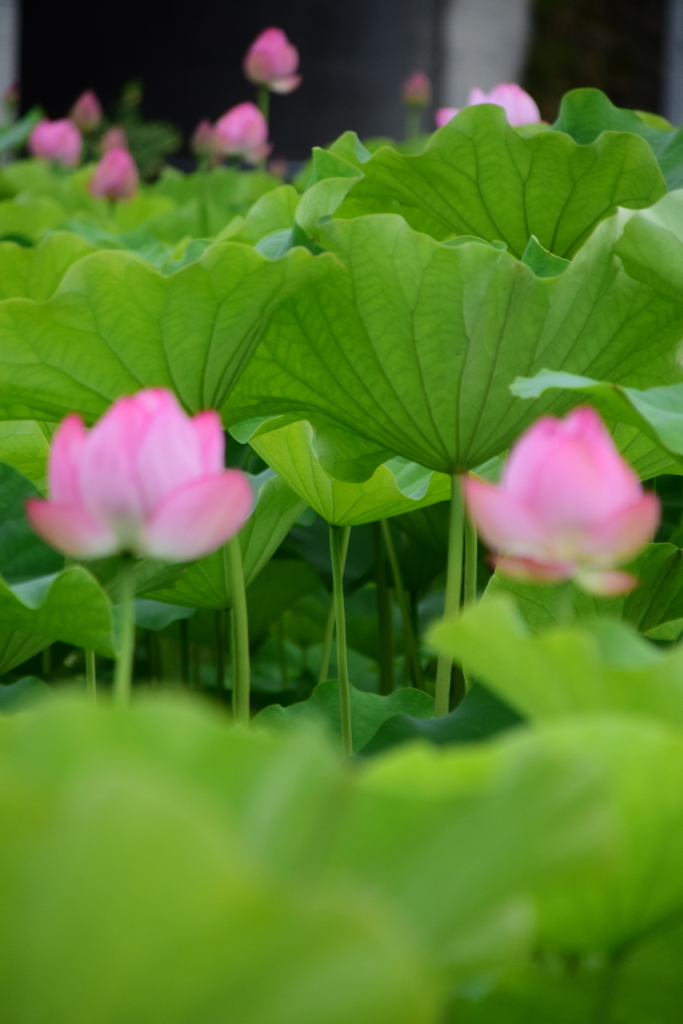 f:id:rtaroyma:20170803004544j:plain