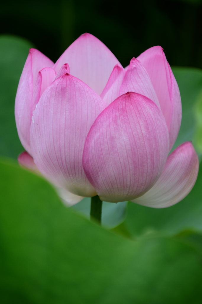 f:id:rtaroyma:20170803004657j:plain