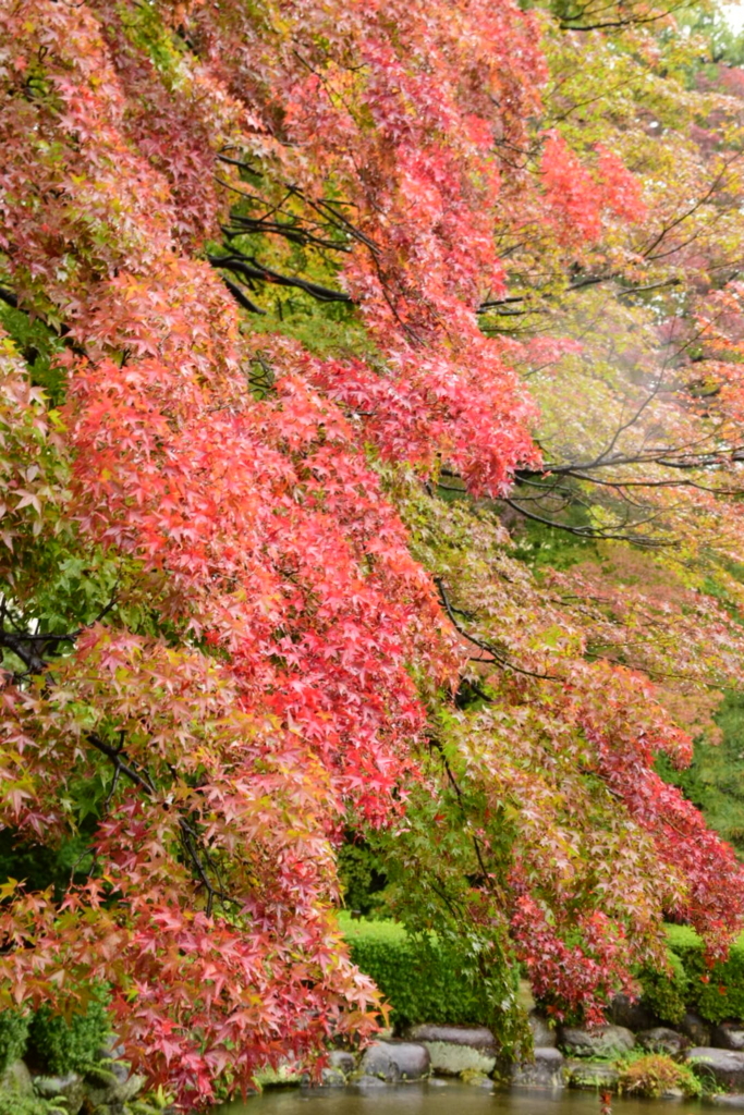 f:id:rtaroyma:20171101080852j:plain