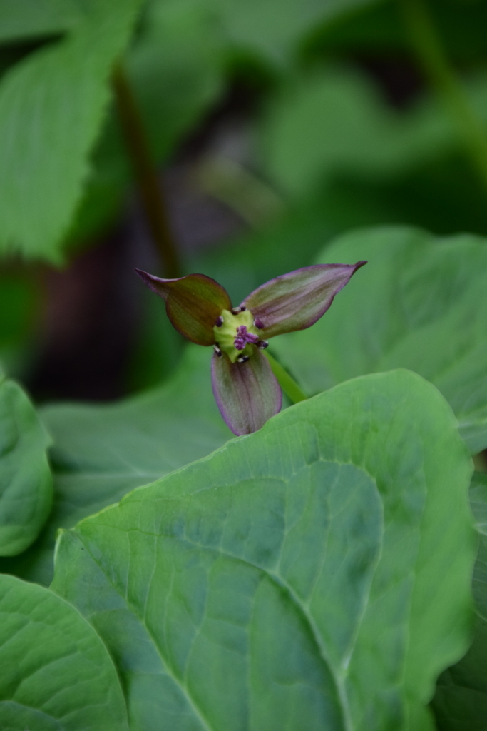 f:id:rtaroyma:20180429130008j:plain