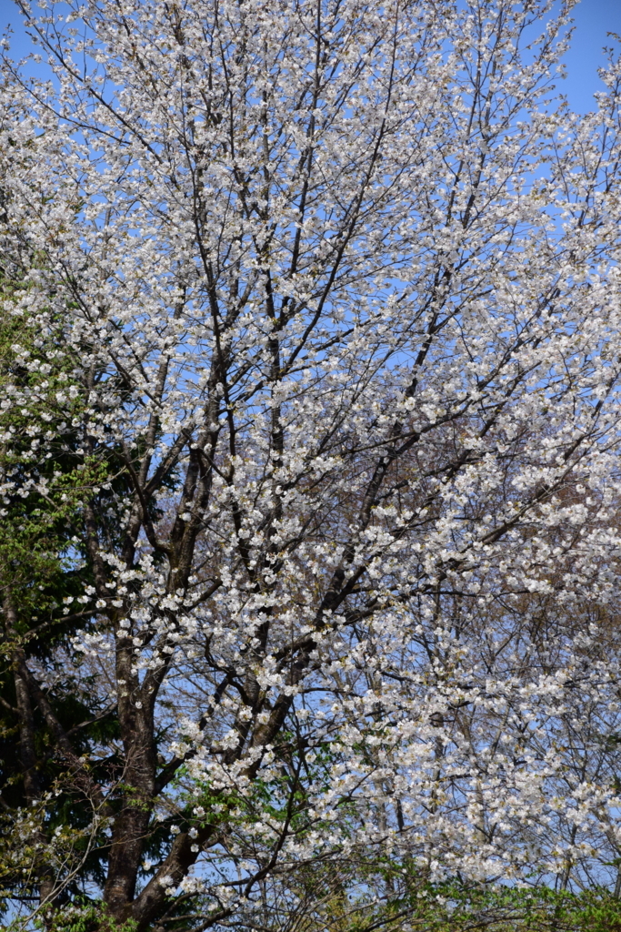 f:id:rtaroyma:20180429132939j:plain