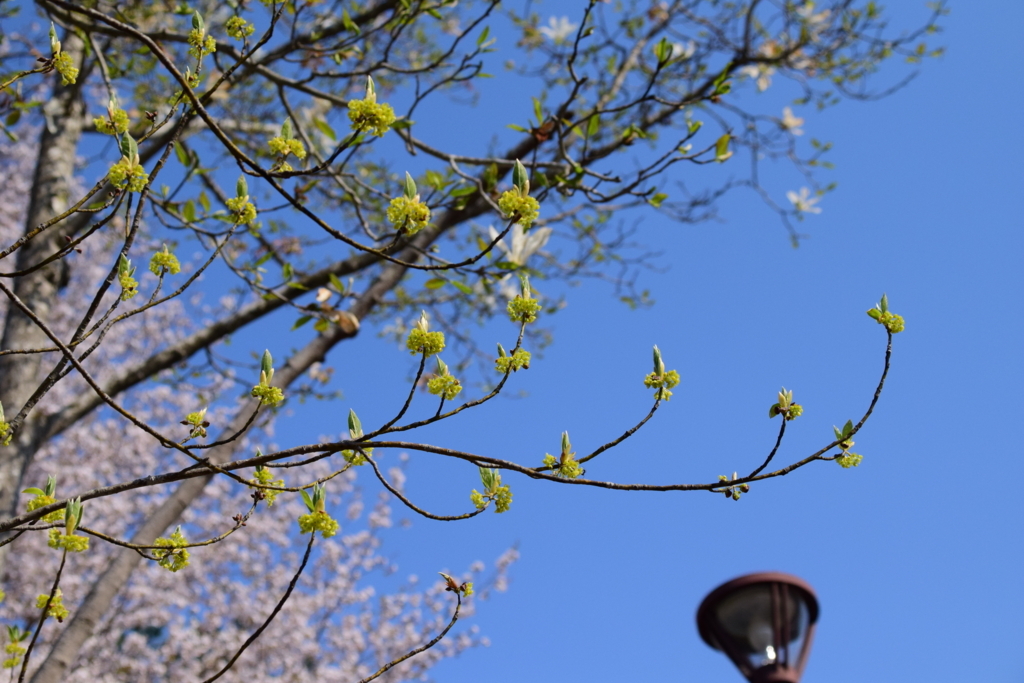 f:id:rtaroyma:20180429134323j:plain