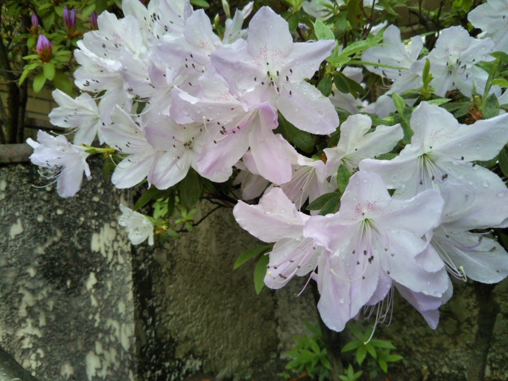 f:id:rtaroyma:20180511052425j:plain