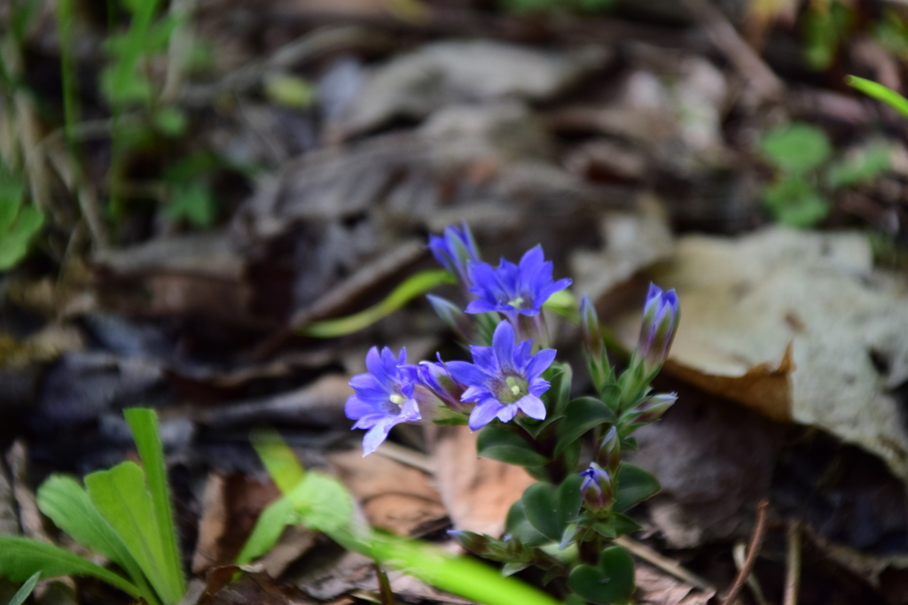 f:id:rtaroyma:20180513165021j:plain f:id:rtaroyma:20180513165021j:plain