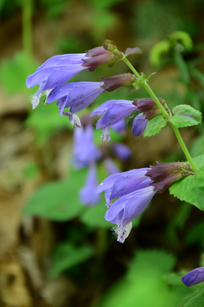 f:id:rtaroyma:20180513170350j:plain f:id:rtaroyma:20180513170350j:plain