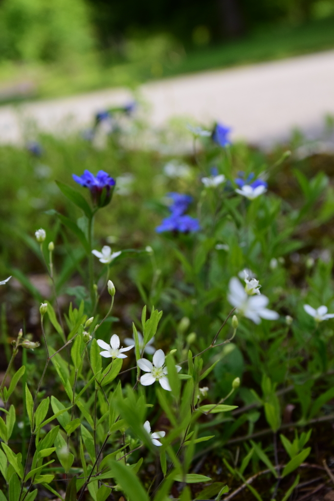 f:id:rtaroyma:20180526083109j:plain