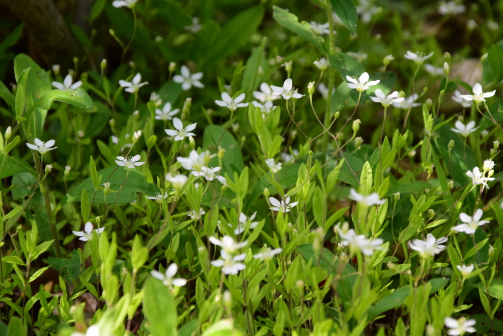 f:id:rtaroyma:20180526083326j:plain