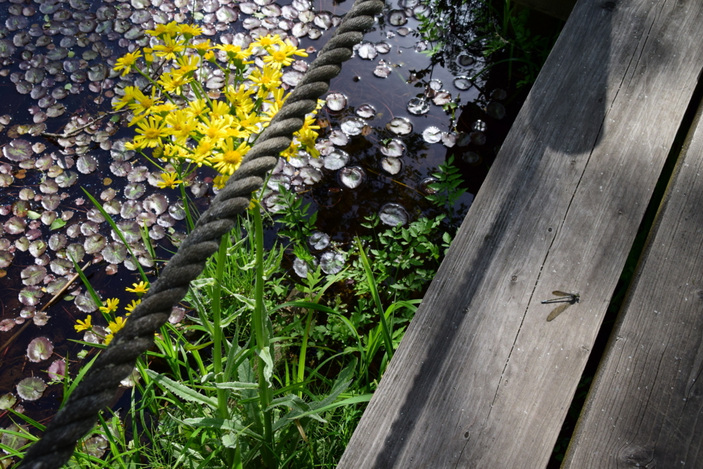 f:id:rtaroyma:20180526084403j:plain